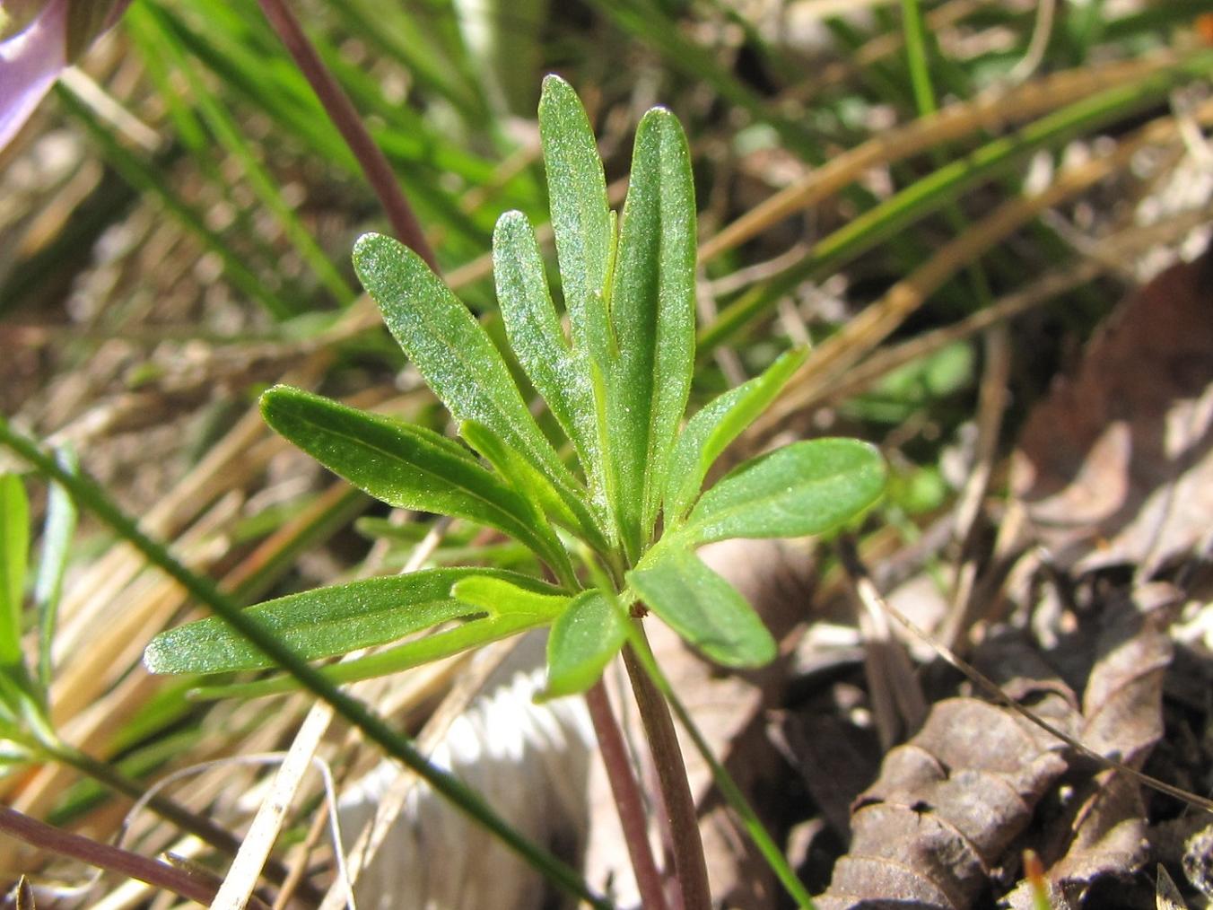Viola pinnata / Viola pennata